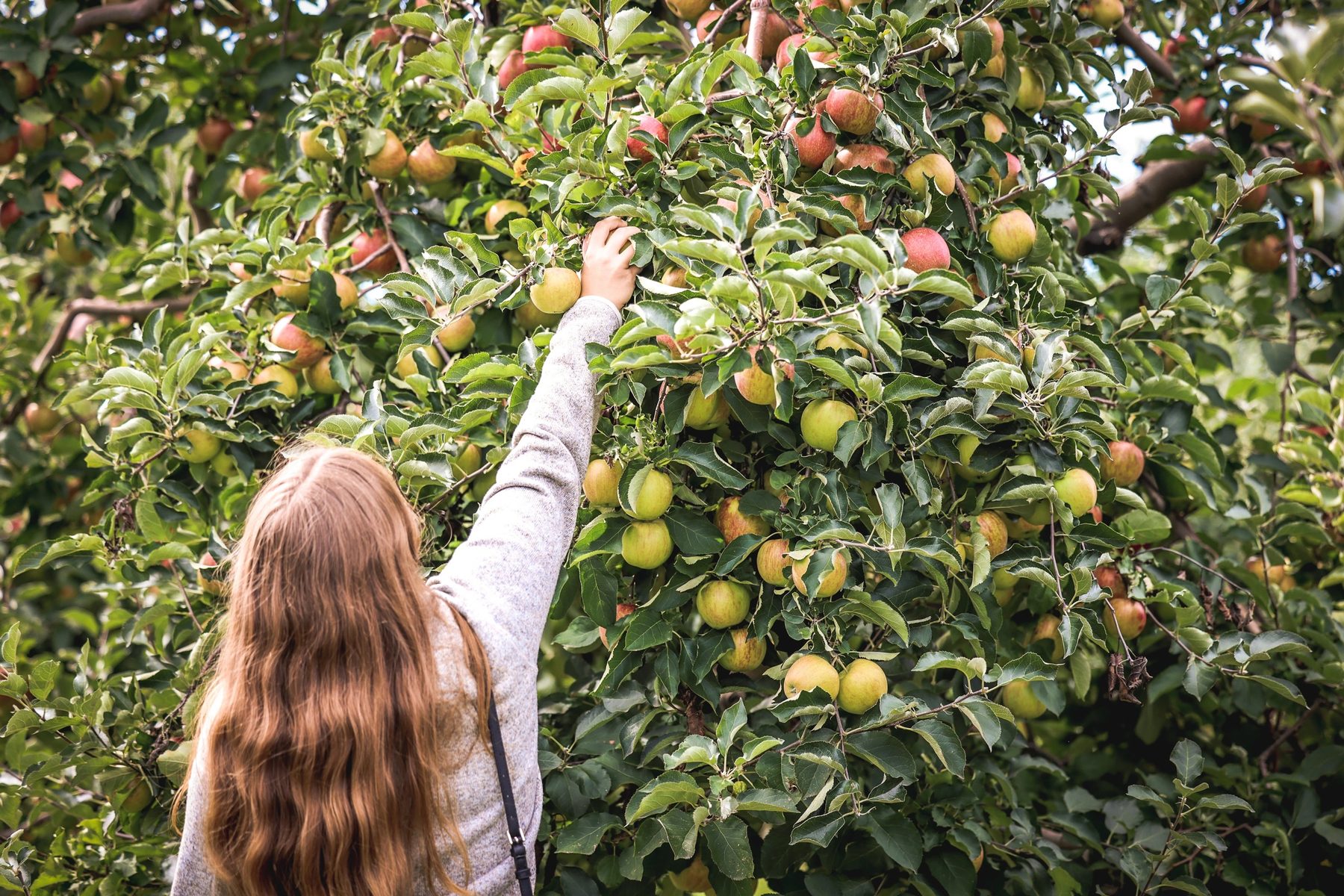 U-Pick at Apple Barrel Orchards